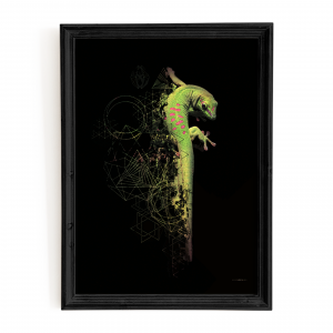 Geko